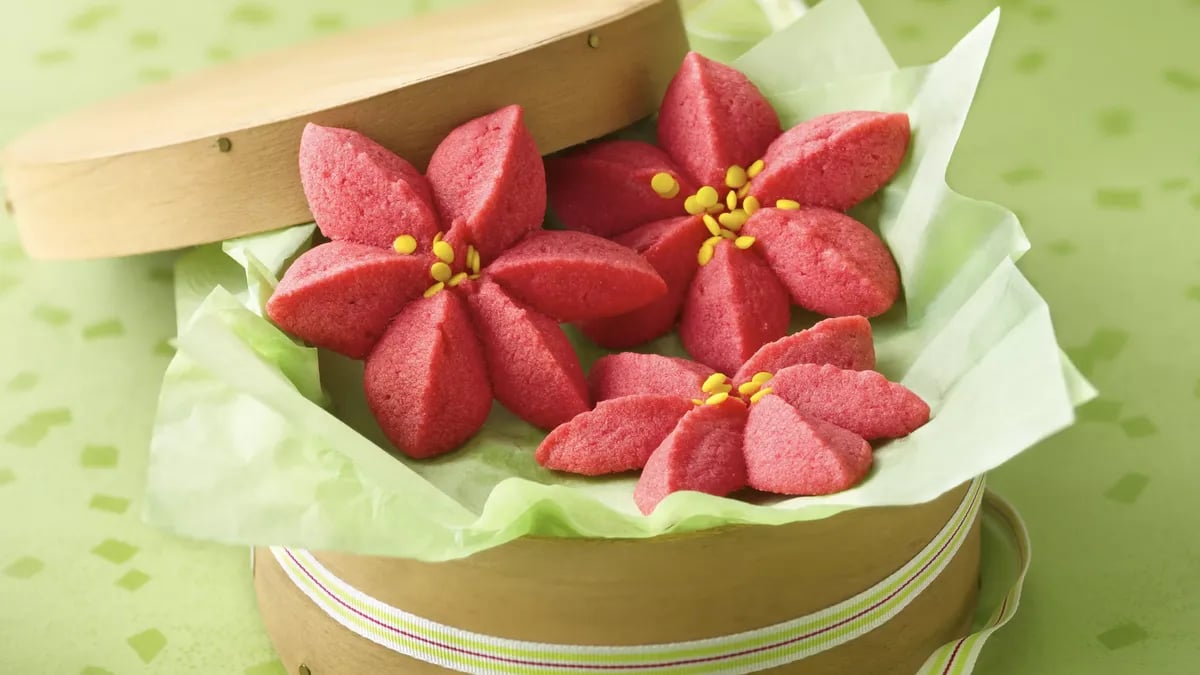 Raspberry Poinsettia Blossoms