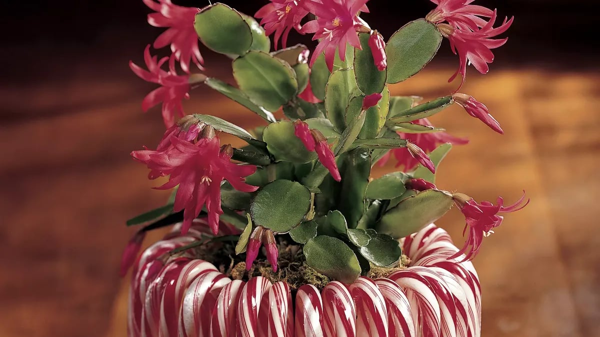 Candy Cane Planter